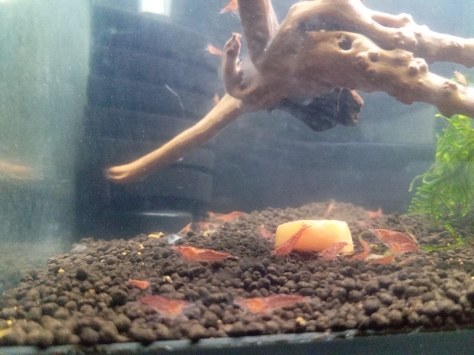 Neocaridinas Red Cherry