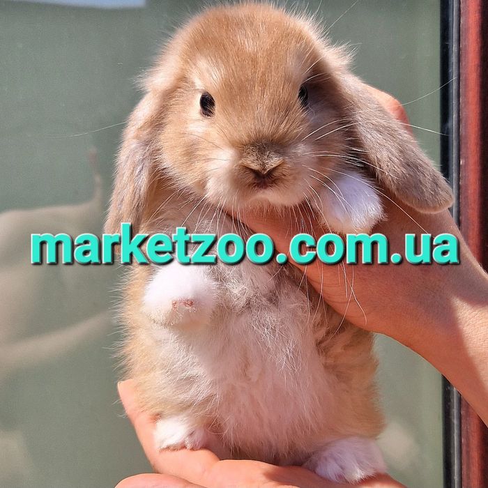 карликовый мини mini lop мiнi кролик кролики декоративнi барачик висло