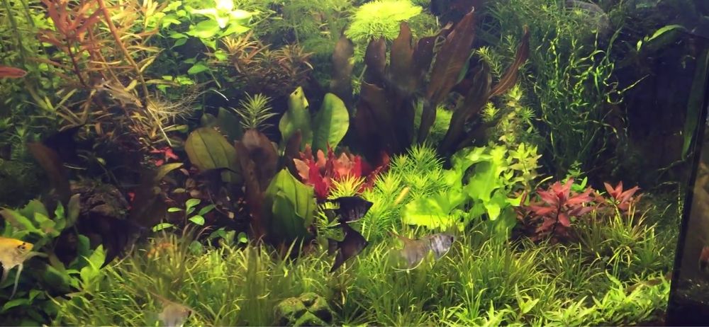 Podłoże czarne do akwarium,10 kg, gran 2mm, jak Black Earth, pasywne