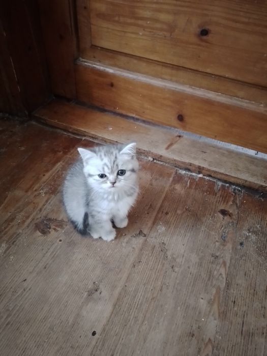 Шотландське кошеня