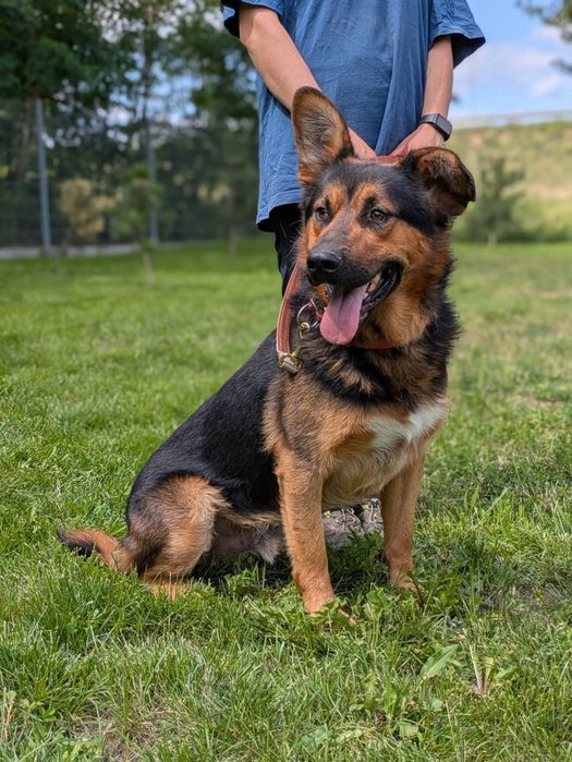 Tomsen wielkouchy psiak do adopcji