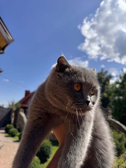 Продам шотландських прямовухих кошенят