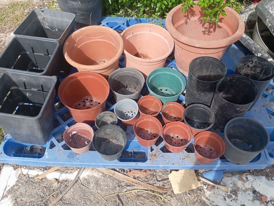 Lote de vasos 100 unidades
