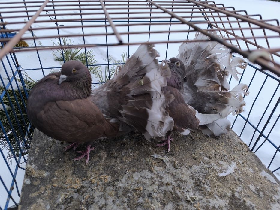 Pawiki na lencie czerwone