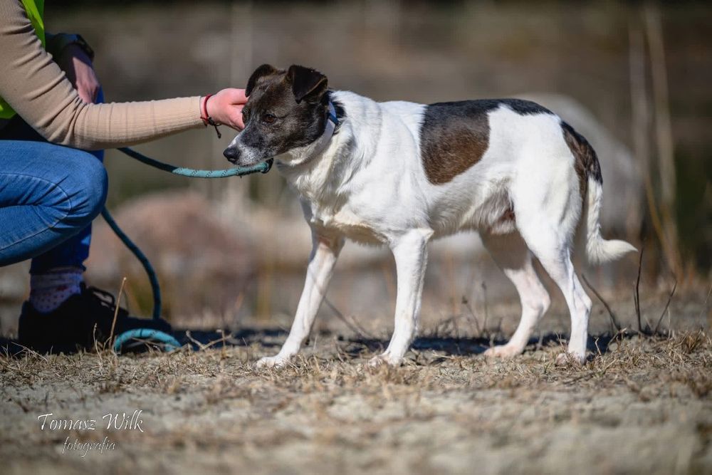 Franklin- pies o pięknym umaszczeniu do adopcji