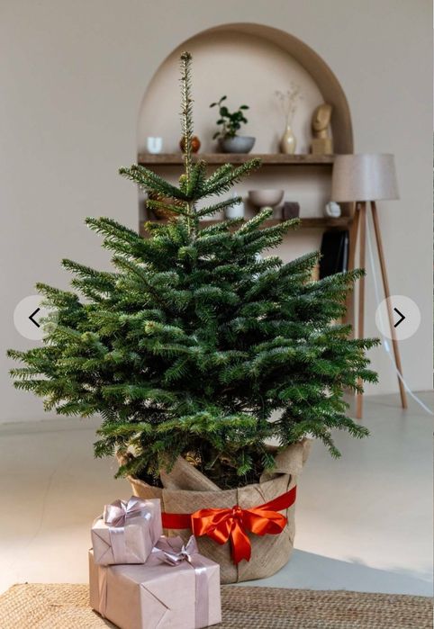 Жива Ялинка в Горщику до Різдва та Нового Року