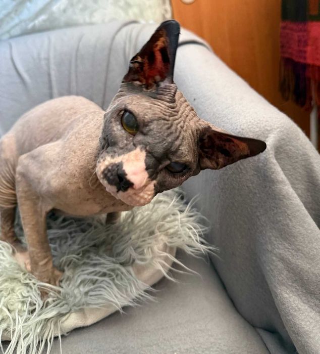 Чарівний котик Лесик, породи сфінкс, чекає на найлюблячих батьків!