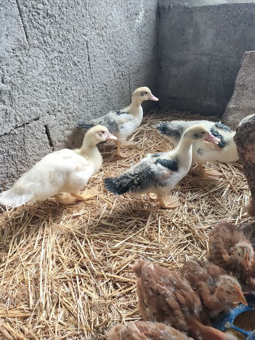 Patos Mudos de boa qualidade