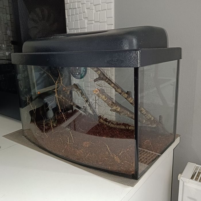 Patyczaki z akwarium i torfem