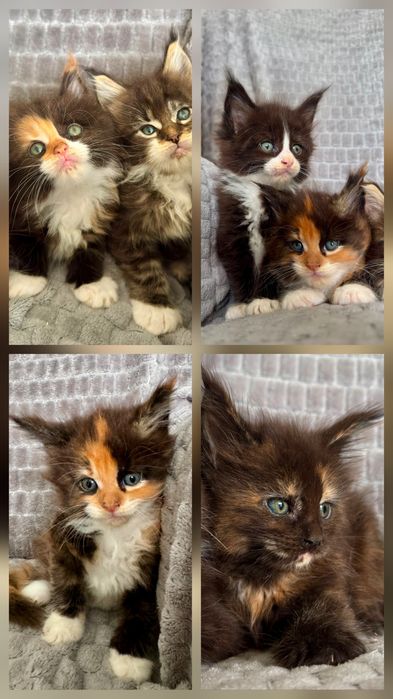 Maine coon do rezerwacji piękny kot