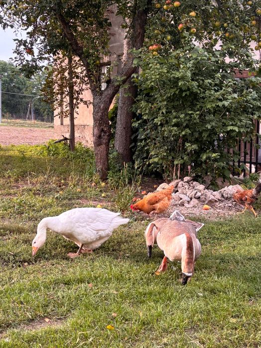 Gęsi, kaczki żywe