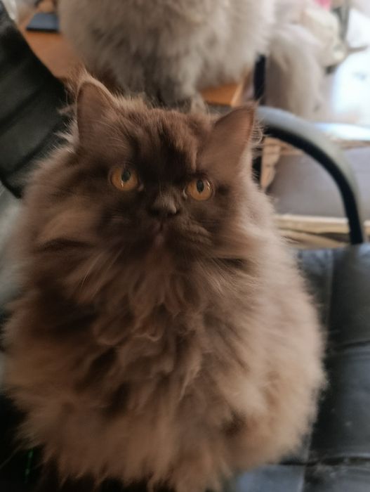 Шоколадний красунчик