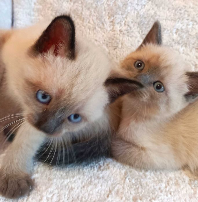 Сіамські кошенята
