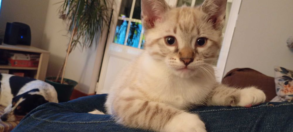 Gatinho macho com 2 meses e meio