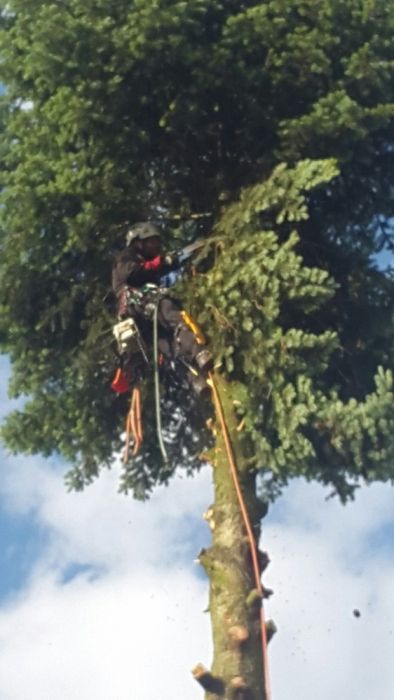 Usuwanie, wycinka drzew, Alpinistycznie, linowo, rębak, Super ceny