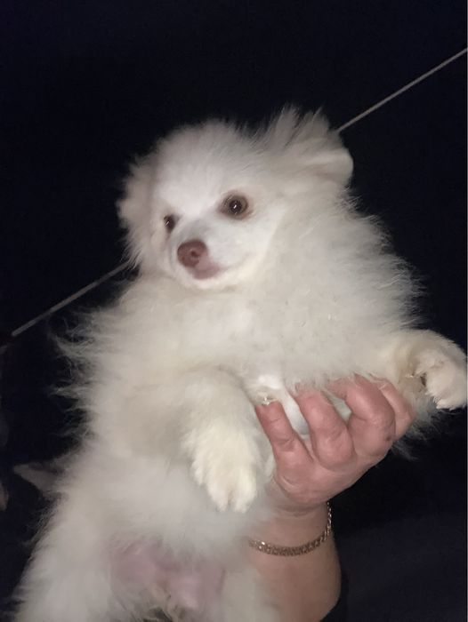 Помераночка підрощена 4.5 місяці