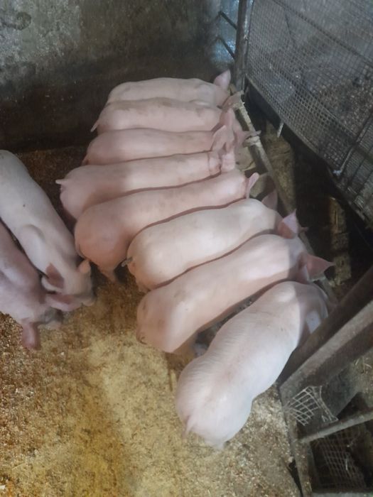 Поросята хрячки Йоркшер. Петрен. Ф1