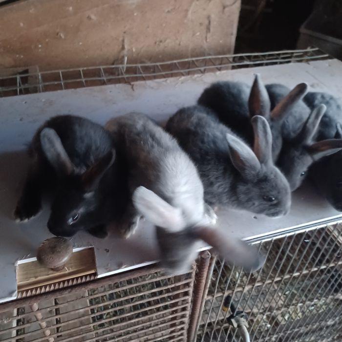 Coelhos anões para venda