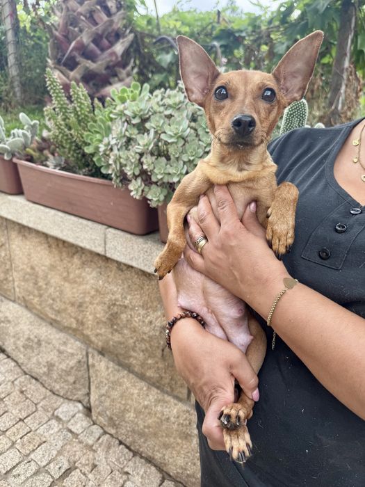 Mamã + bebé - pinscher
