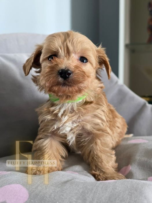 **Maltipoo Cudowny Chłopczyk**Do Rezerwacji
