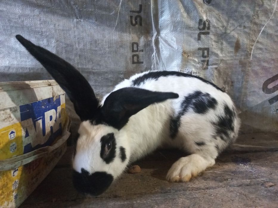 Самець німецький строкач
