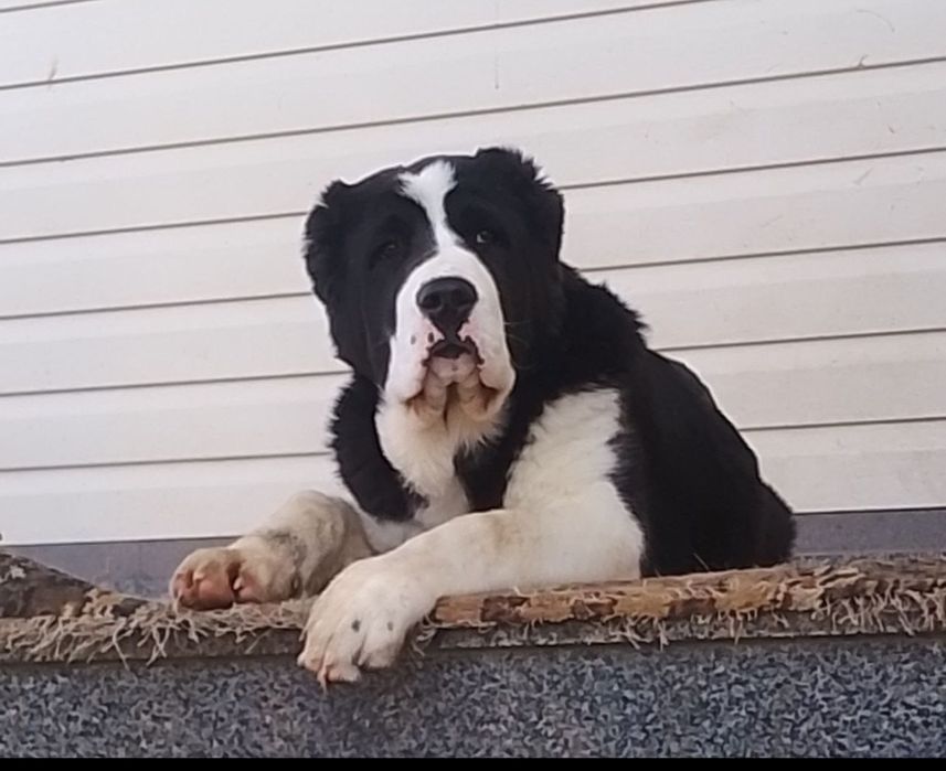 Середньоазіатська вівчарка(Алабай) Житомир Щенки Цуценята