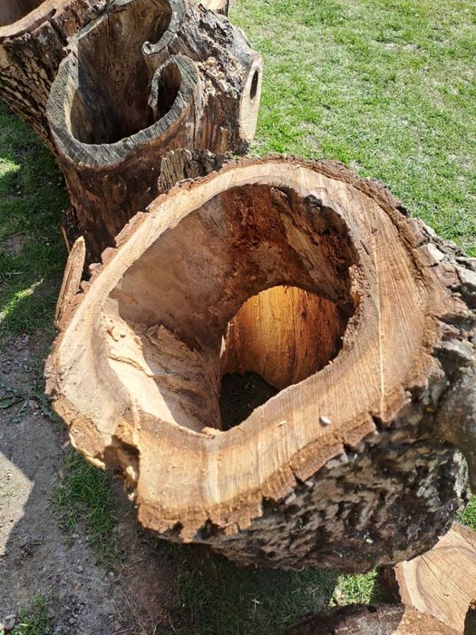 Orzech wloski ozdobne