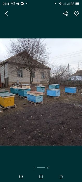 Продам пасіку в селі