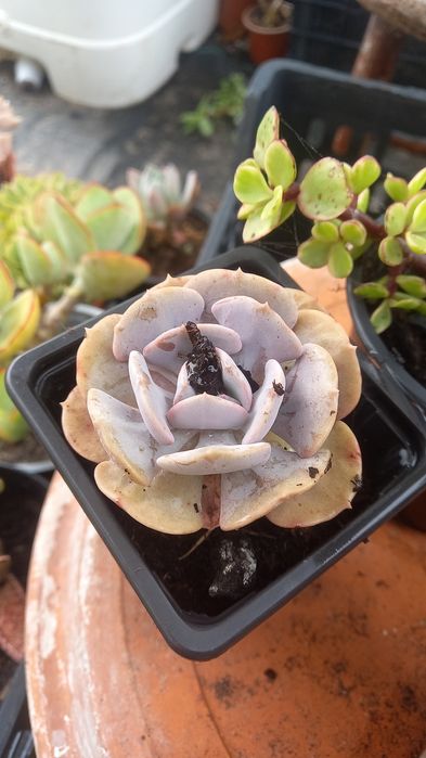 Suculentas echiverias