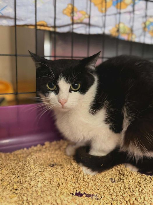 Poppy-  półroczna kotka do adopcji