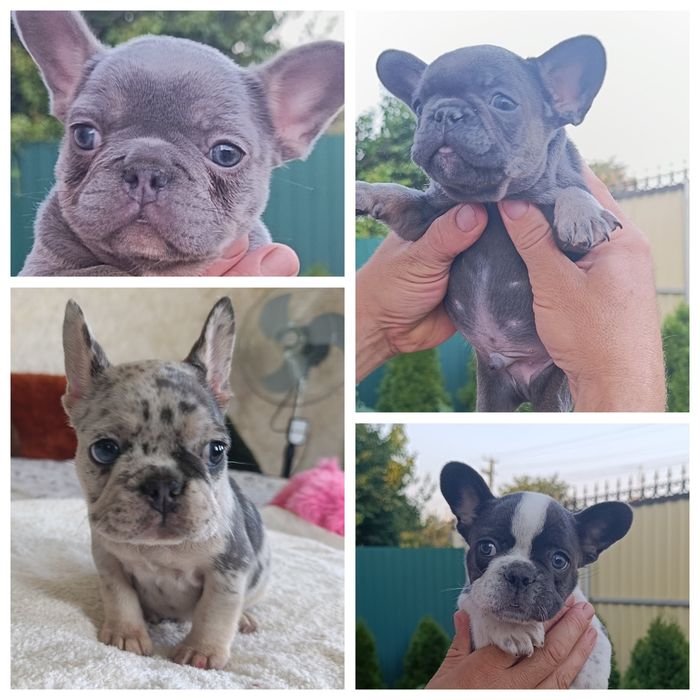 Большой выбор щенков высокого качества не дорого