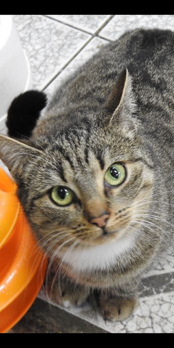 Funia miła młoda kotka