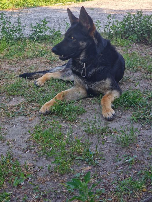 Відам немецку овчарку