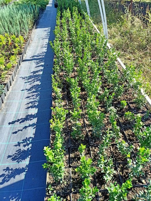 Самшит (Buxus) ! В контейнере Р11 (1л.) 20-30см.