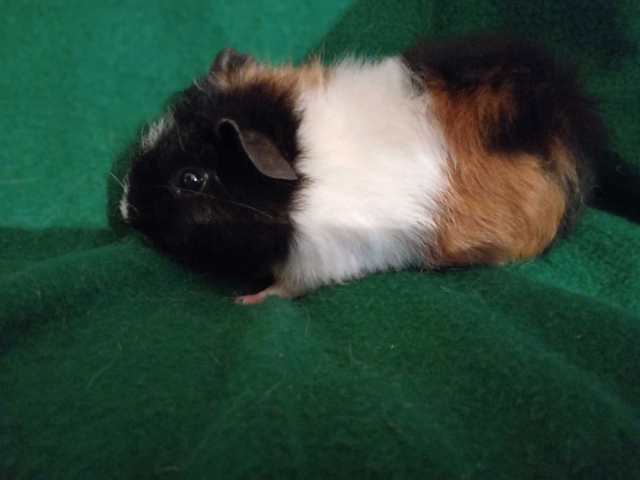 Świnka morska świnki morskie