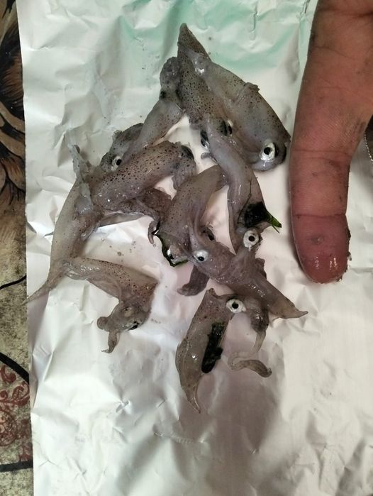Lula de bico para pesca