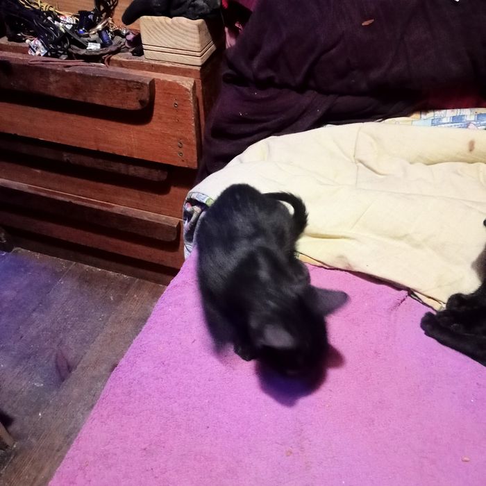 Gatinhos pretos para doar.