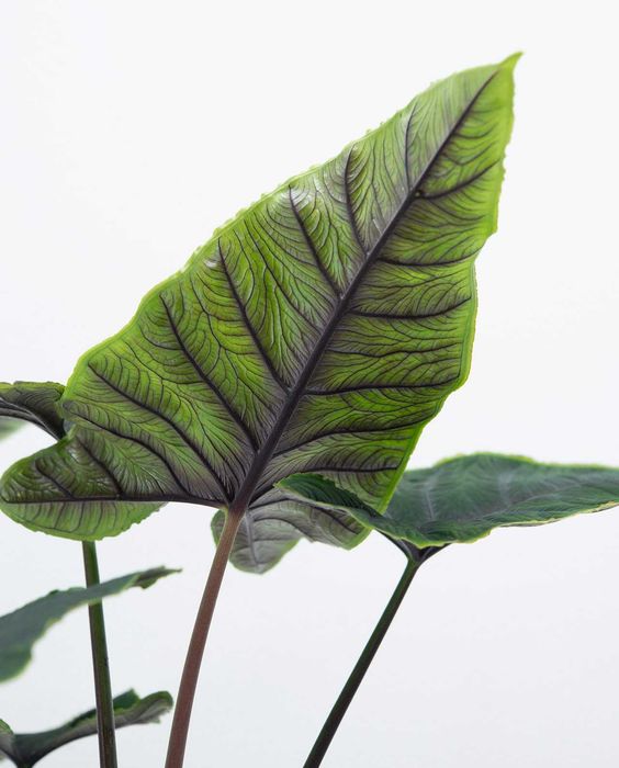 Алоказія Олані, Alocasia Olaniі