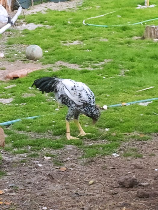 Ovos Jersey, Índio e outras raças