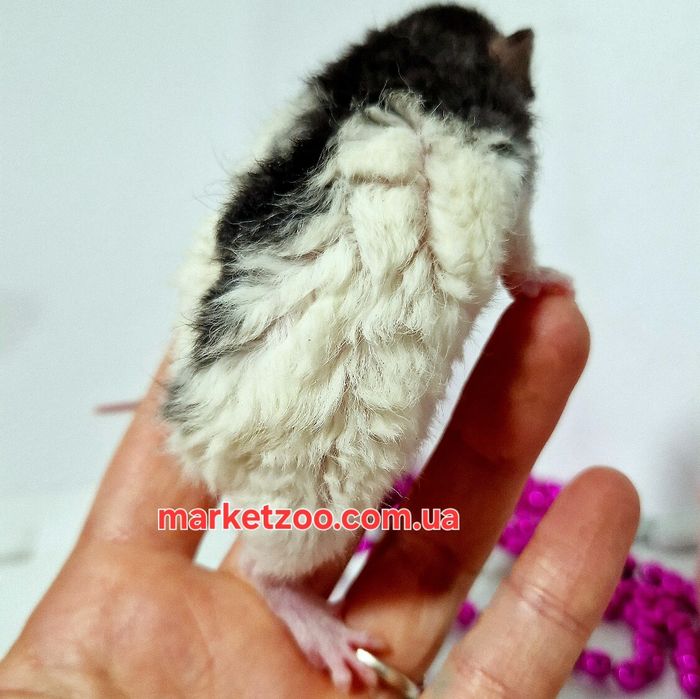 Шикарна рексочка дамбо, вік 1 місяць