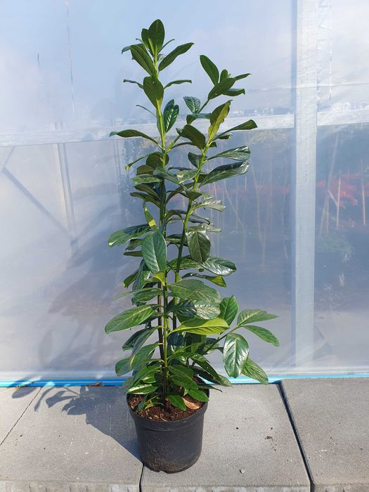 Laurowiśnia wschodnia Novita Caucasica