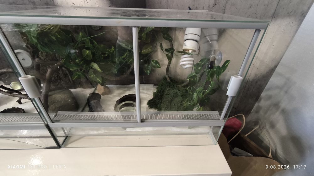 Gekon płaczący 5 szt + terrarium