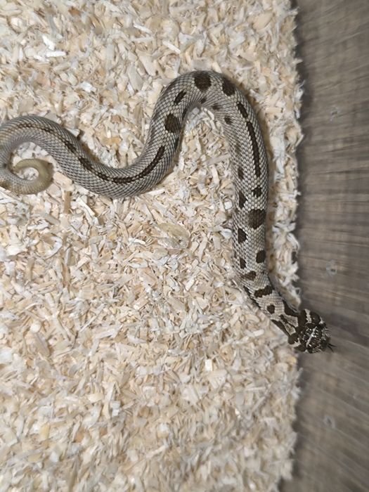 Heterodon Zachodni