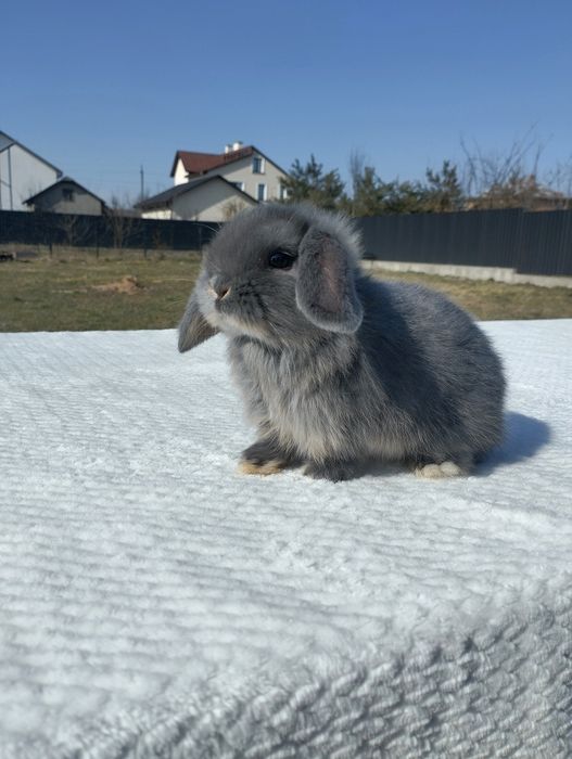 Декоративні кролики