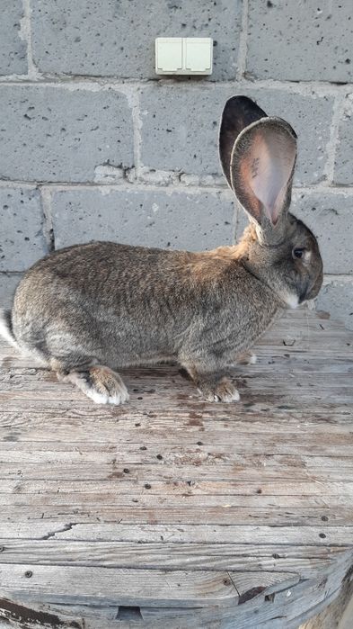 Belgijski olbrzym szary bos