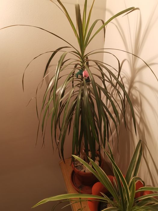 вазон Драцена двоколорна 60-70 см