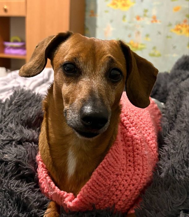 Домашняя передержка для ваших хвостиков