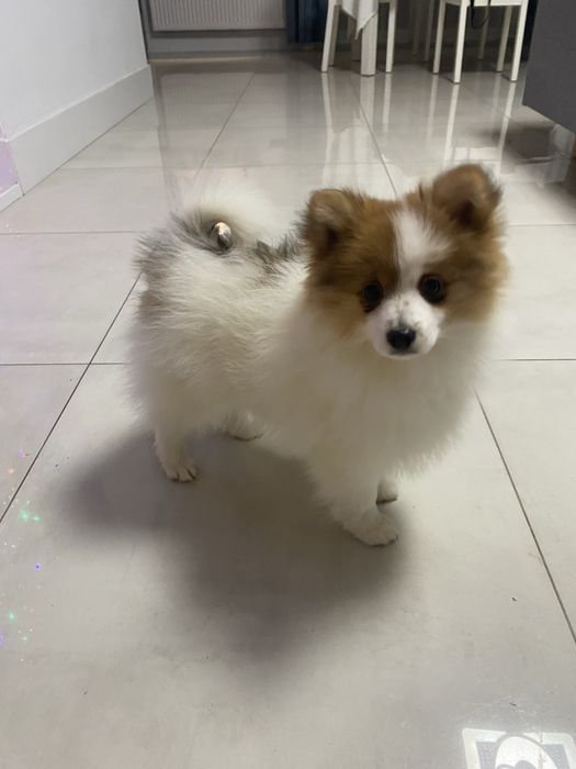 Szpic miniaturowy szczenię