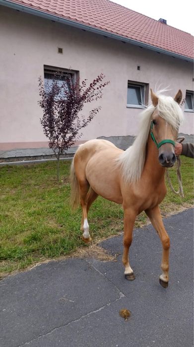 Klacz 15 miesięczna Bardzo Urodziwa