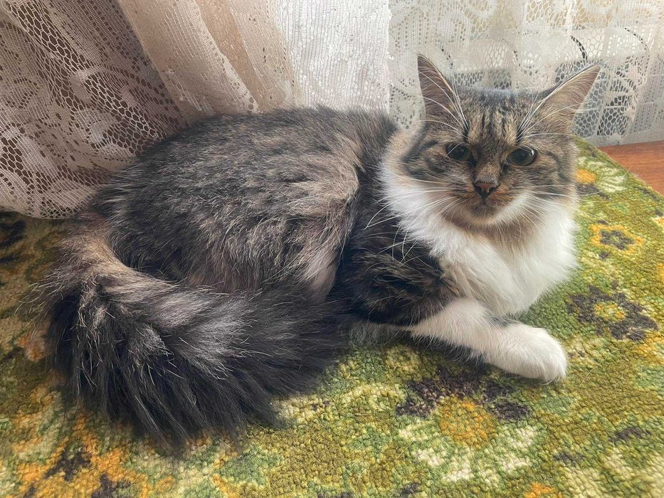Котик Тішка шукає родину